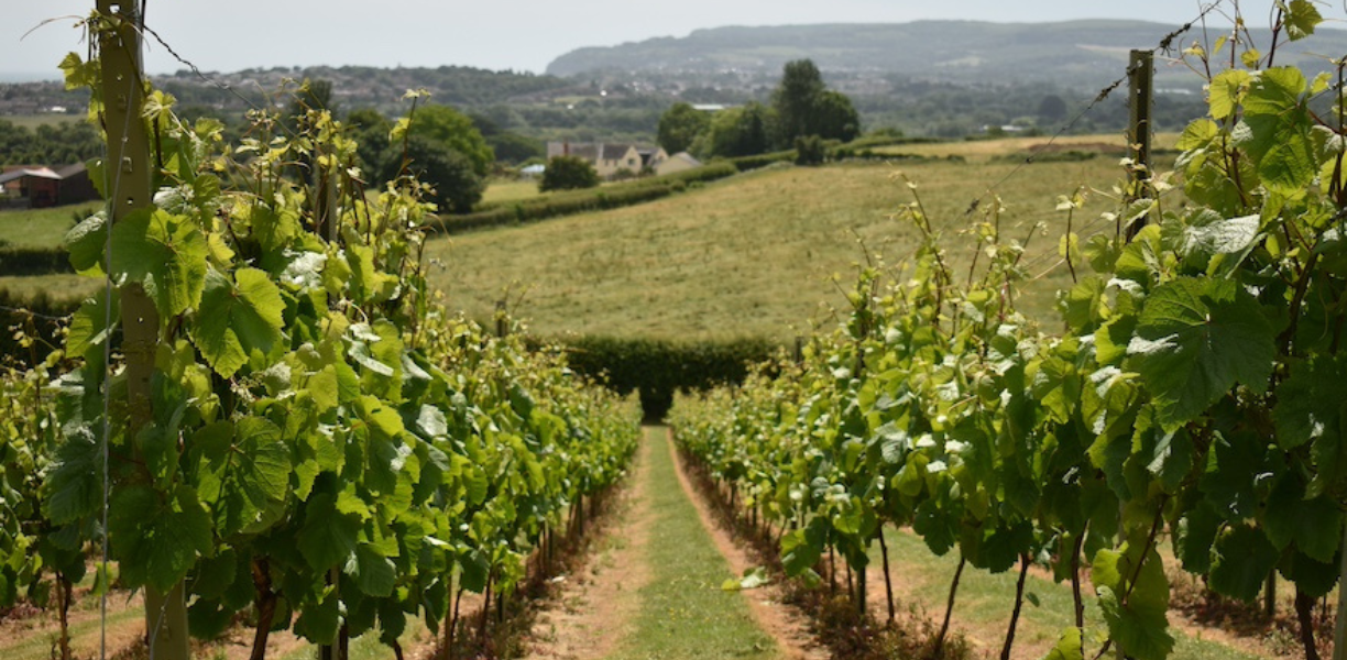 Galahad Tours, Cotswold Vineyard Tour